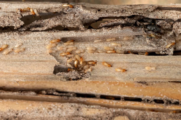 Best Ant Control Services  in Benton, TN